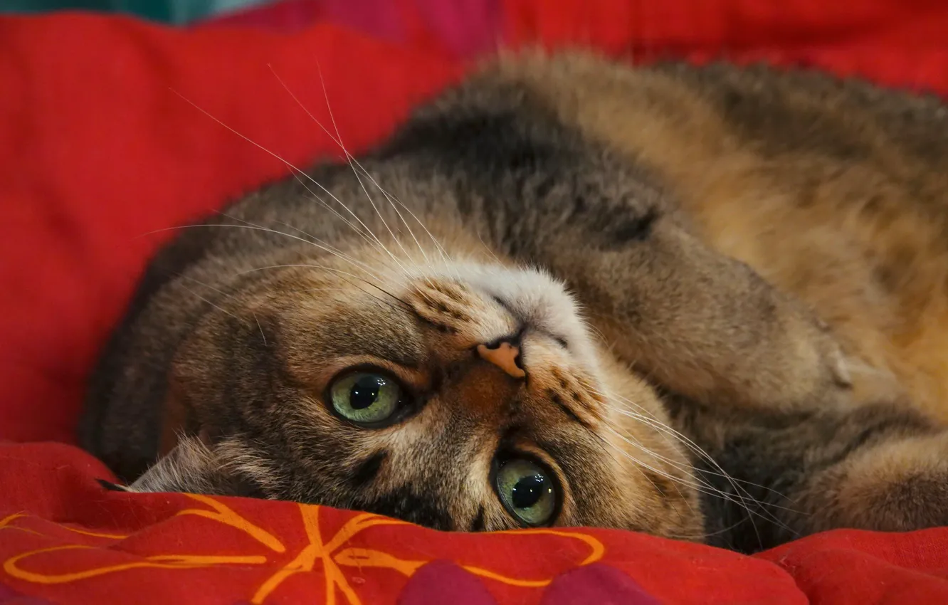 Фото обои кошка, кот, взгляд, красный, покрывало, зеленые глаза, толстый, упитанный