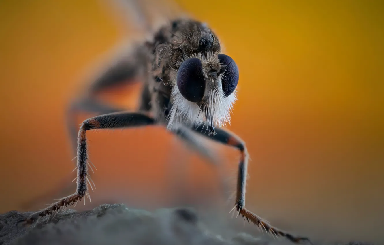 Фото обои насекомое, Asilidae, Ктырь