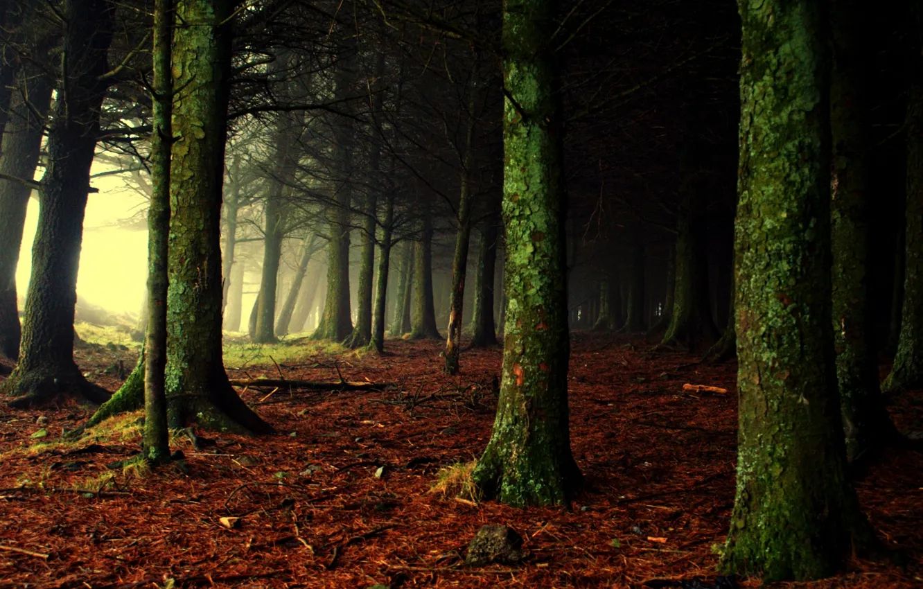 Фото обои лес, свет, природа, туман