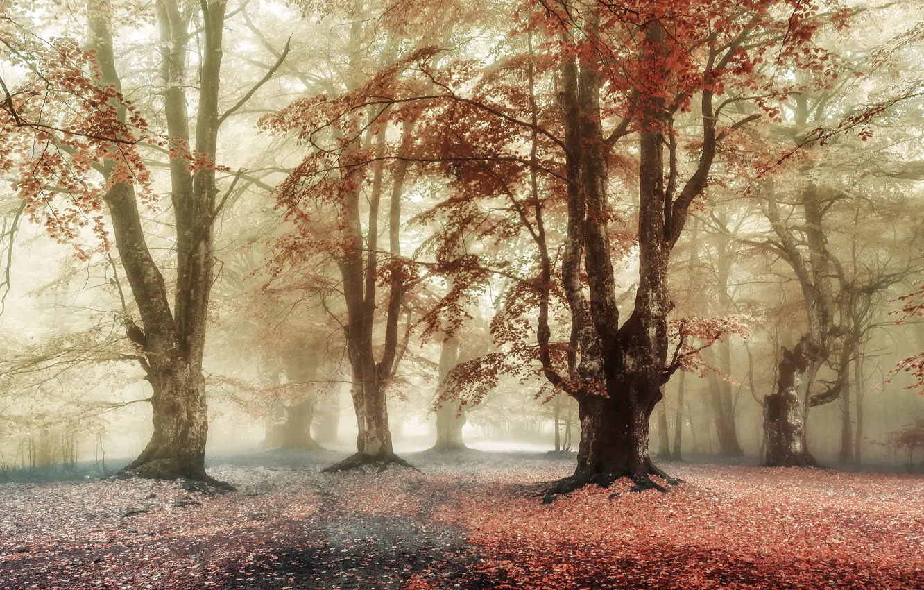 Фото обои осень, лес, деревья, ветки, туман, парк, листва