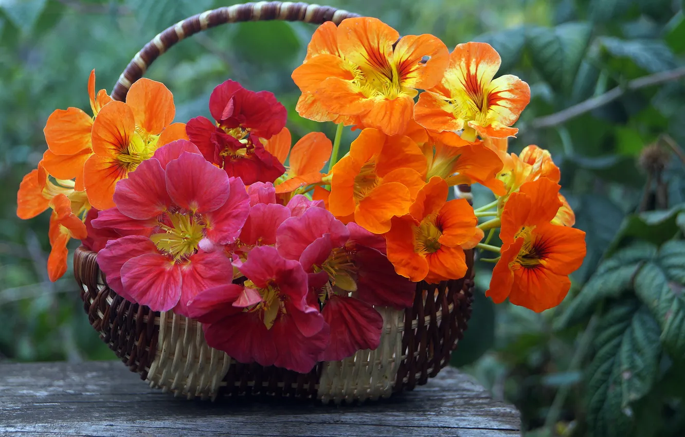 Фото обои зелень, цветы, корзина, сад, боке, Nasturtium, настурция