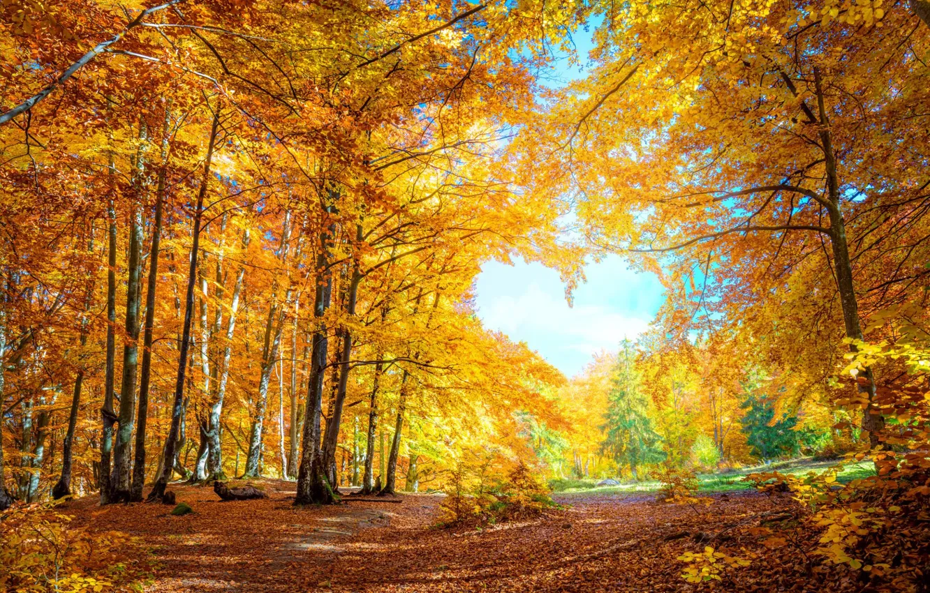 Фото обои осень, лес, небо, облака, свет, деревья, ветви, листва