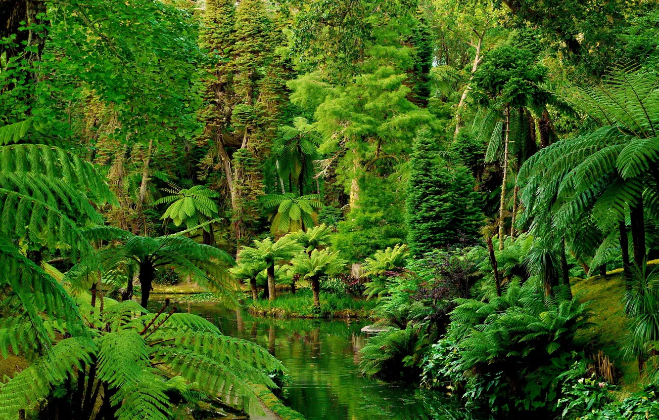 Фото обои лес, сад, Португалия, forests, Portugal, tropics, тропики., gardens