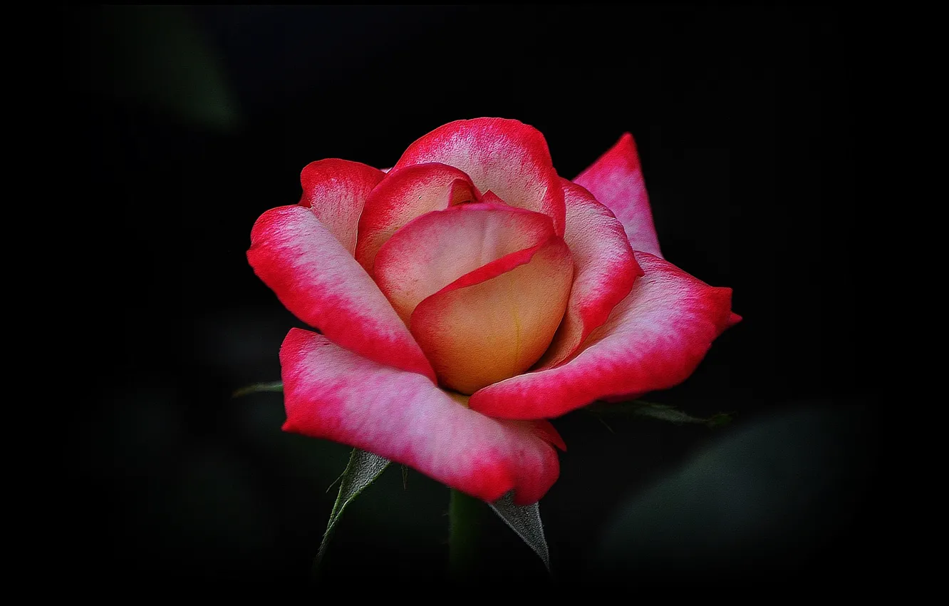 Фото обои nature, red rose, garden