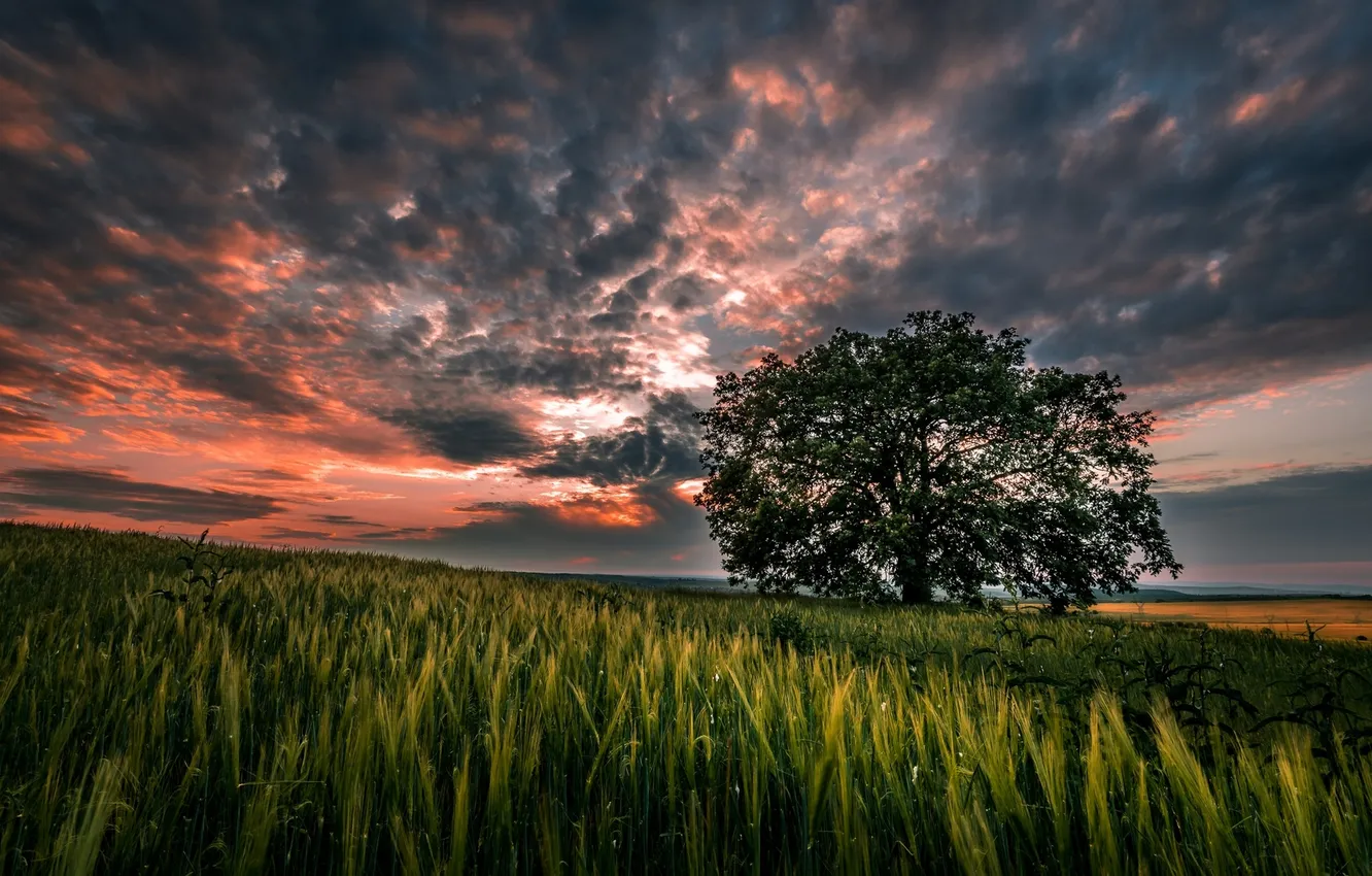 Фото обои небо, трава, облака, пейзаж, закат, природа, дерево