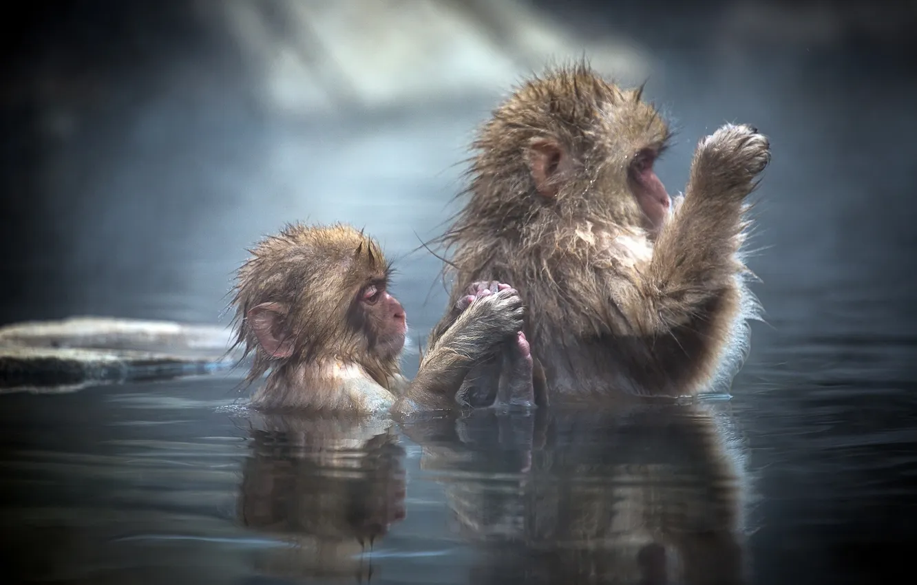 Фото обои вода, купание, обезьяны, детёныш, Японские макаки, Japanese macaque