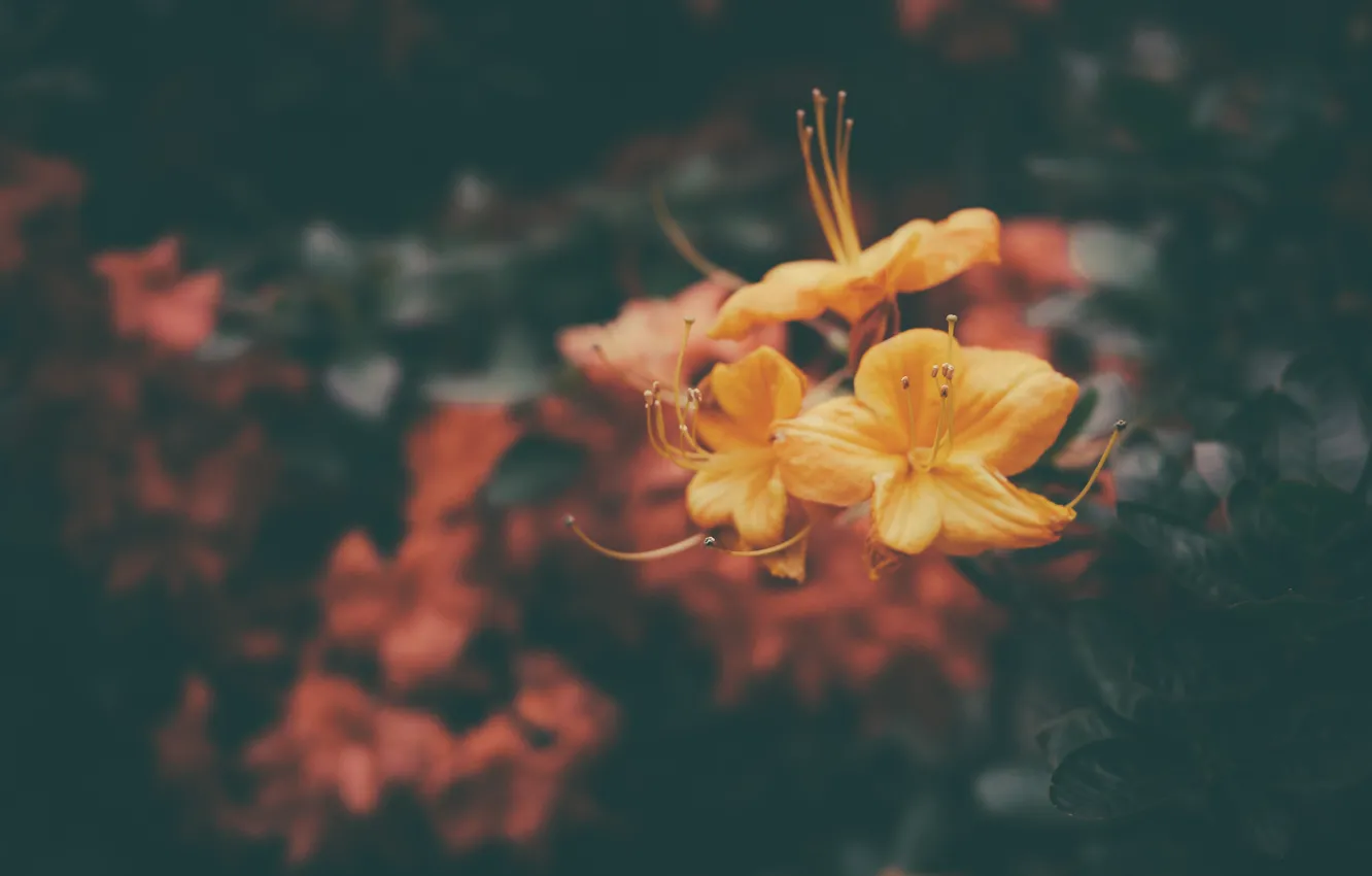 Фото обои цветы, желтые, лепестки, оранжевые