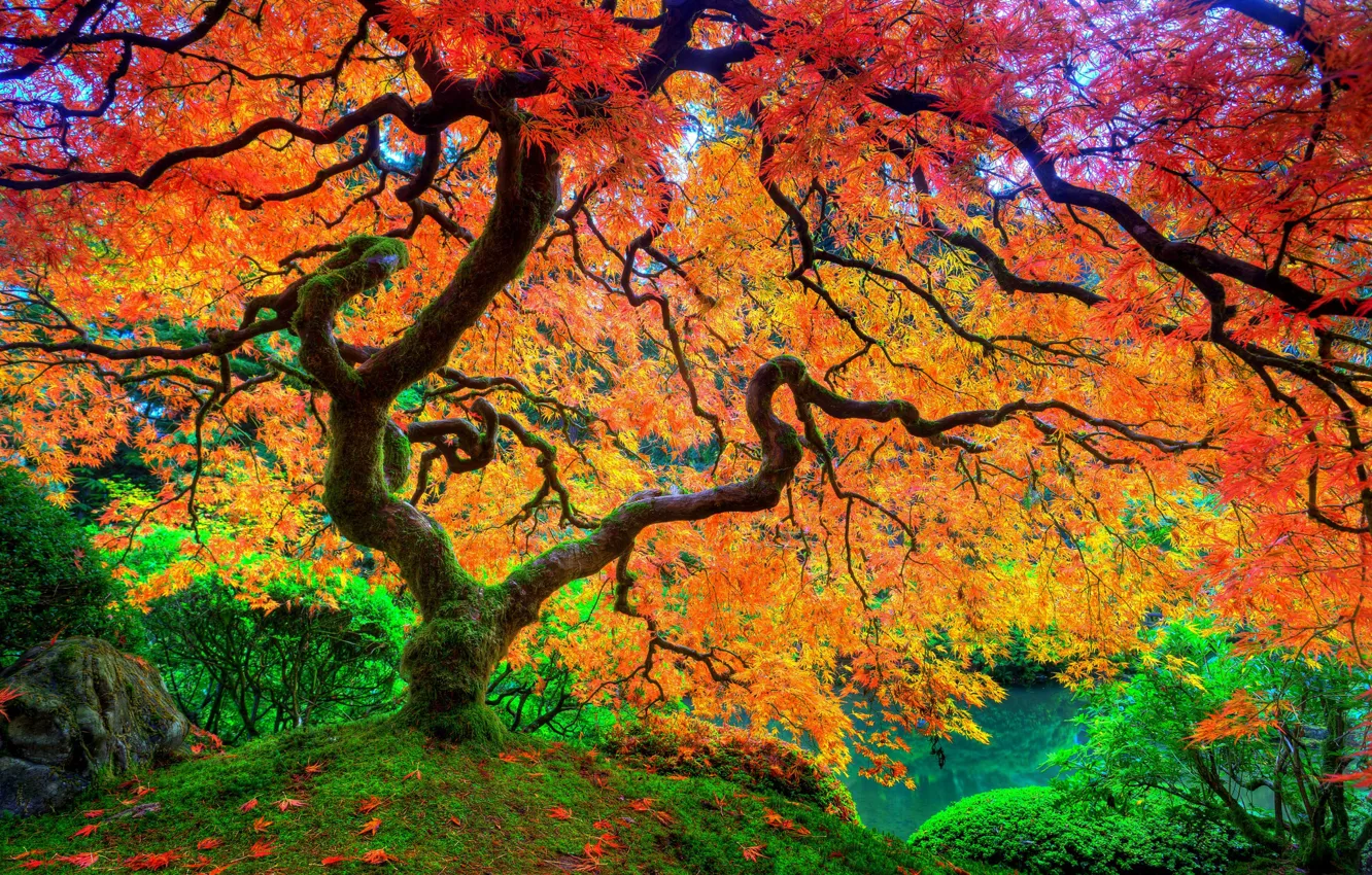 Фото обои осень, листья, дерево, мох, клен