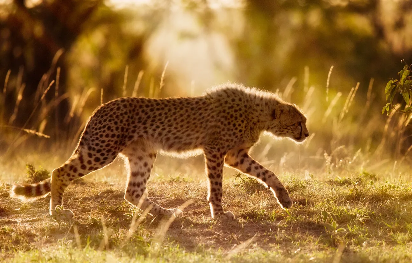 Фото обои гепард, Африка, дикая кошка