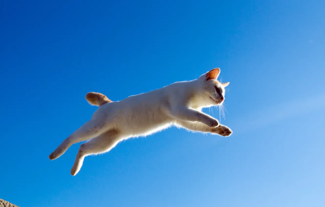 Фото обои кошка, кот, прыжок, полёт