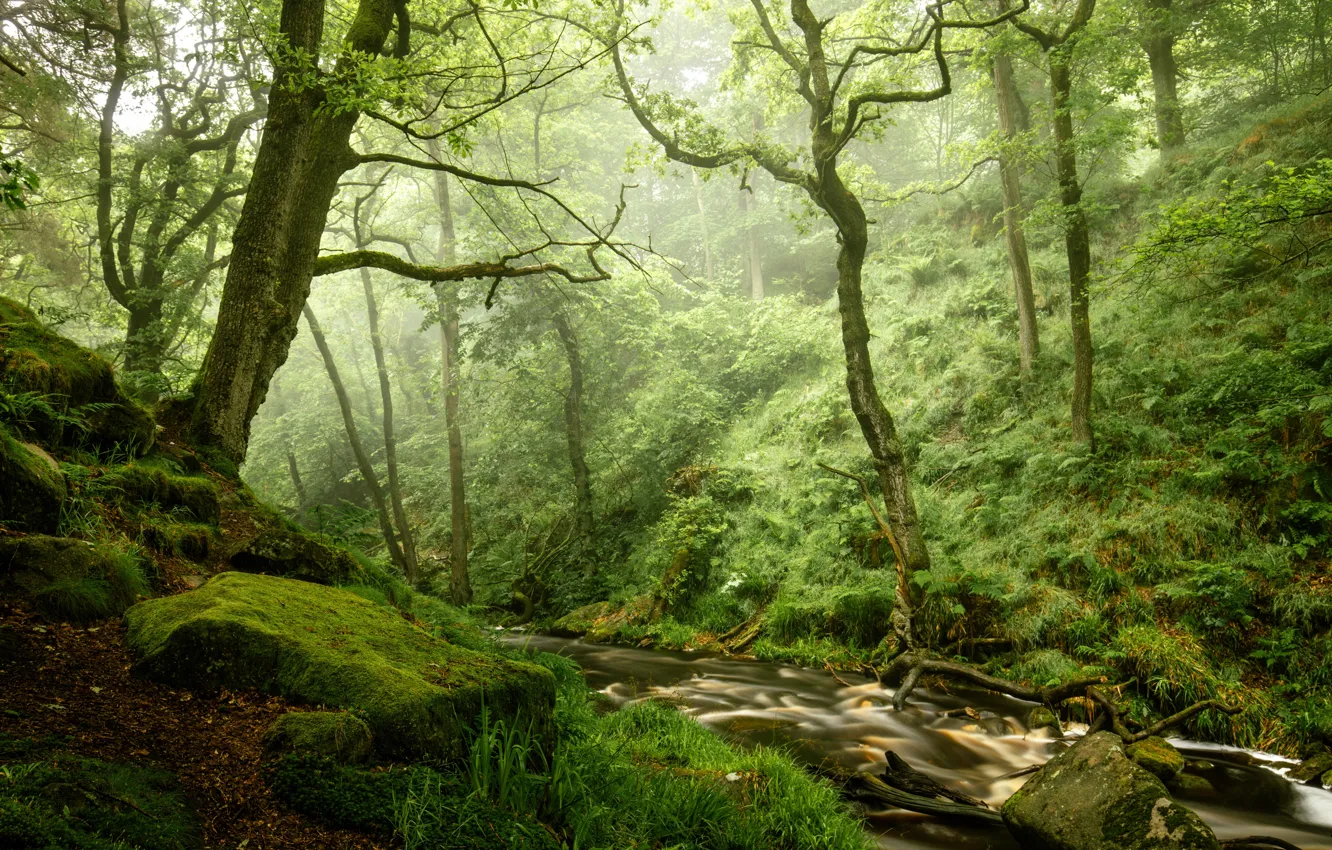 Фото обои лес, камни, мох, речка