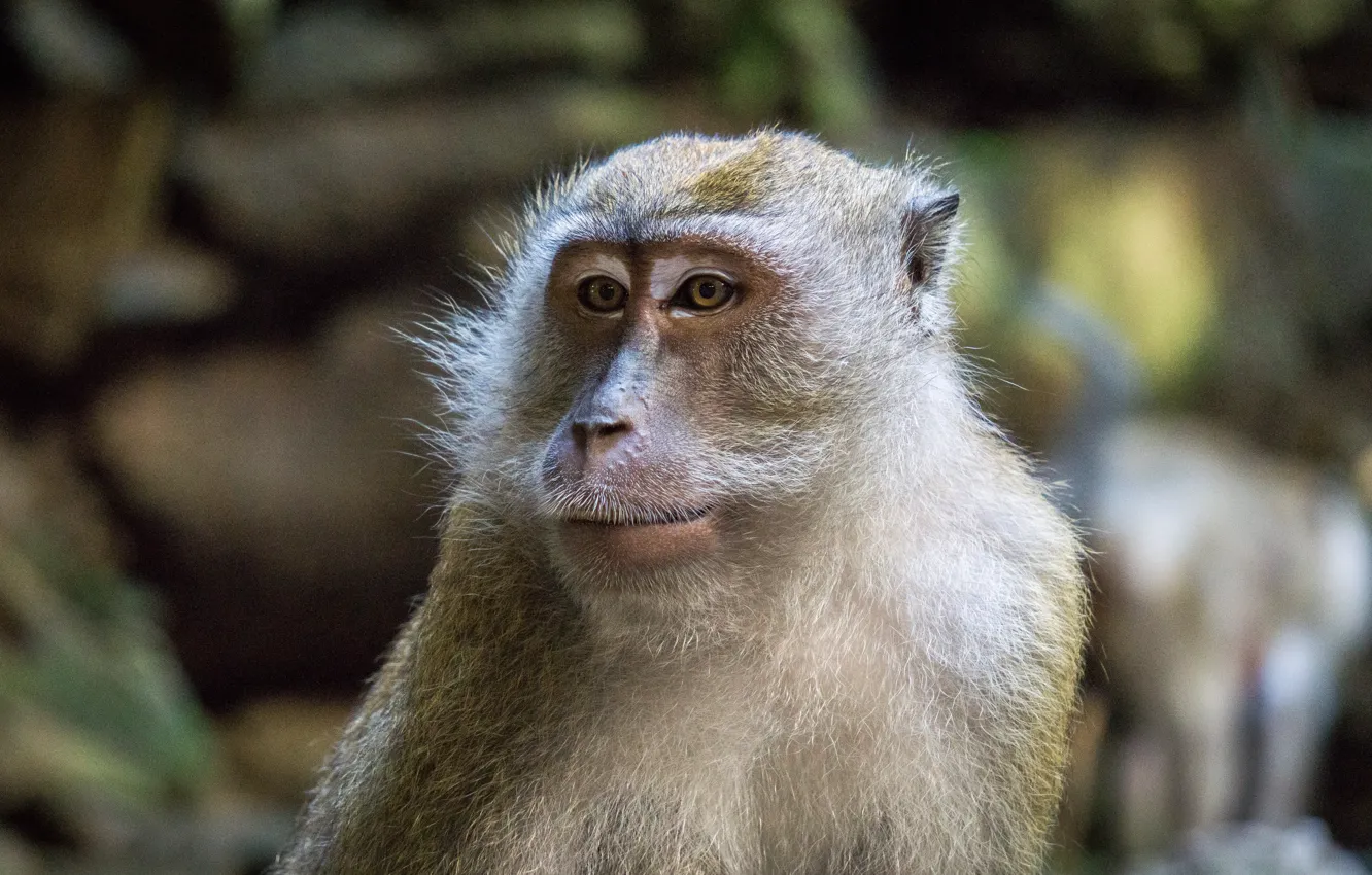 Фото обои monkey, animal, portrait, mammal, close up, malaysia, batu cave