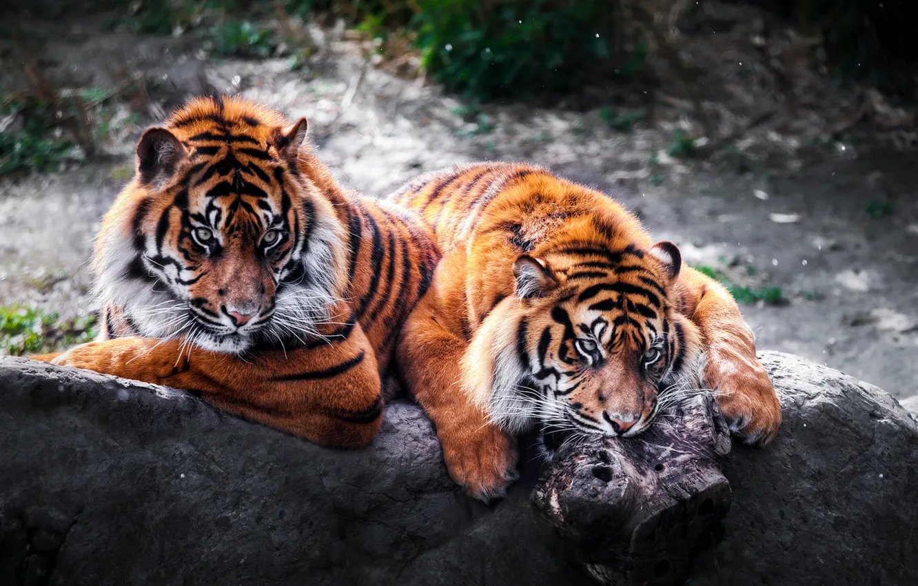 Фото обои камень, хищники, пара, дикие кошки, тигры