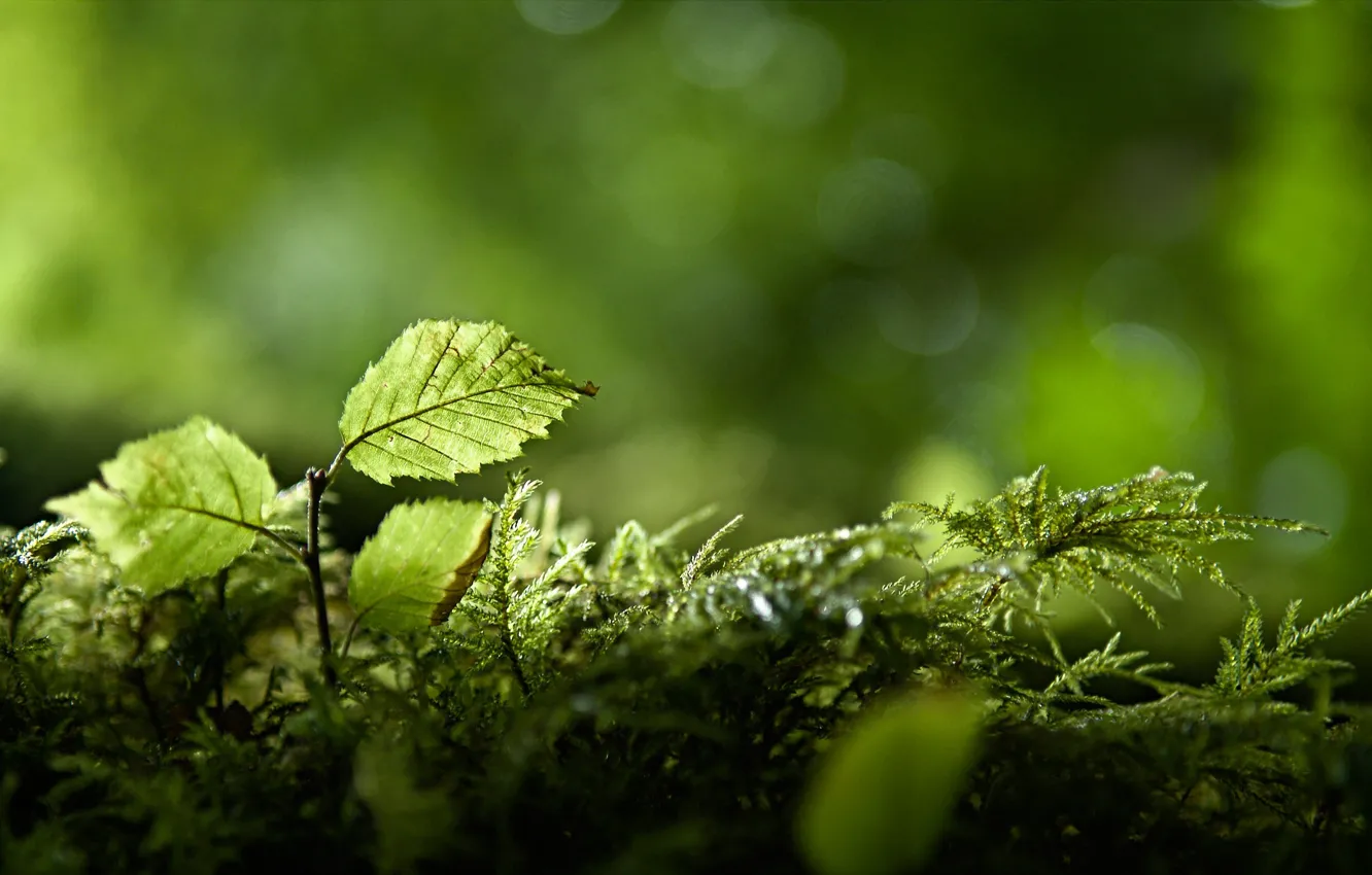 Фото обои зелень, лес, ветки, природа, листва