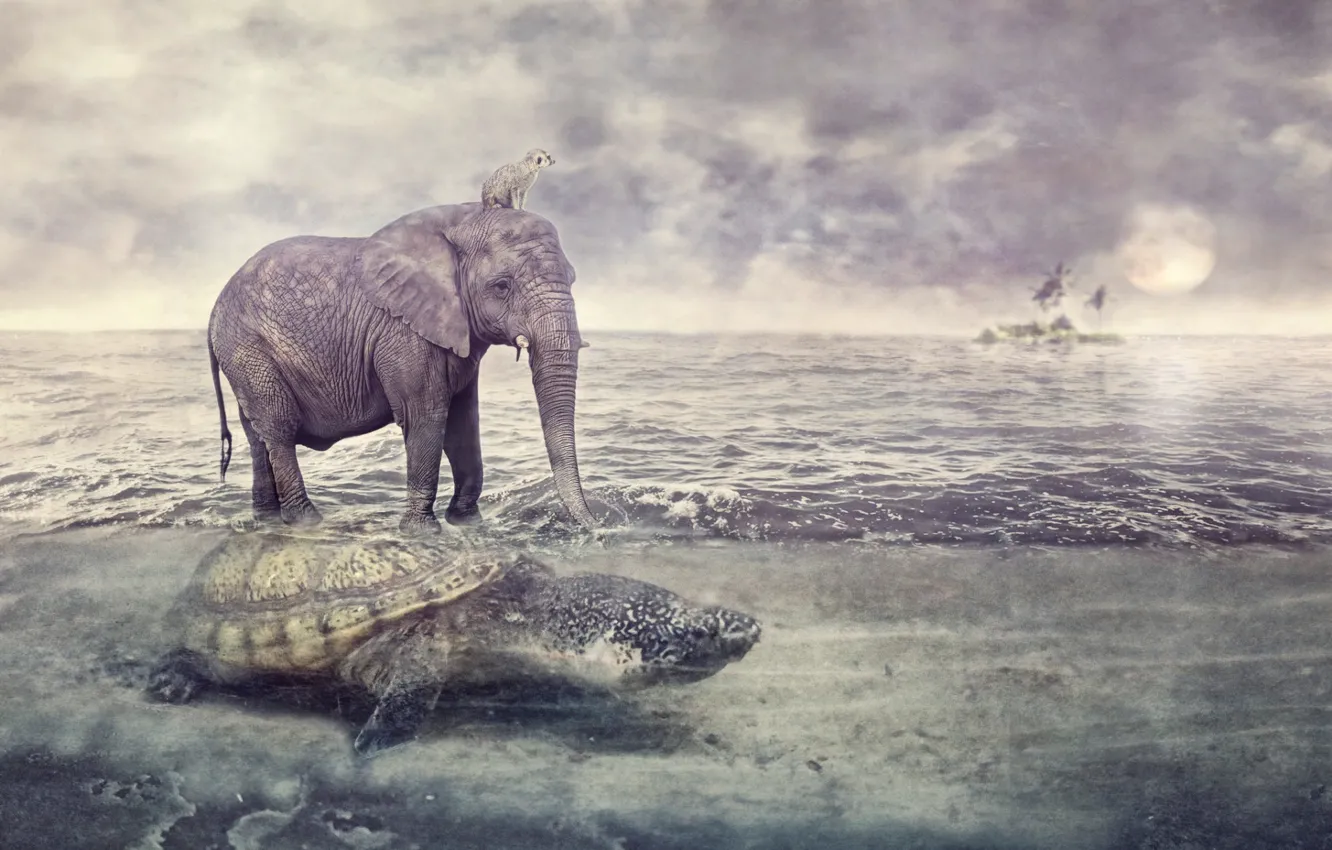 Фото обои море, животные, слон, черепаха