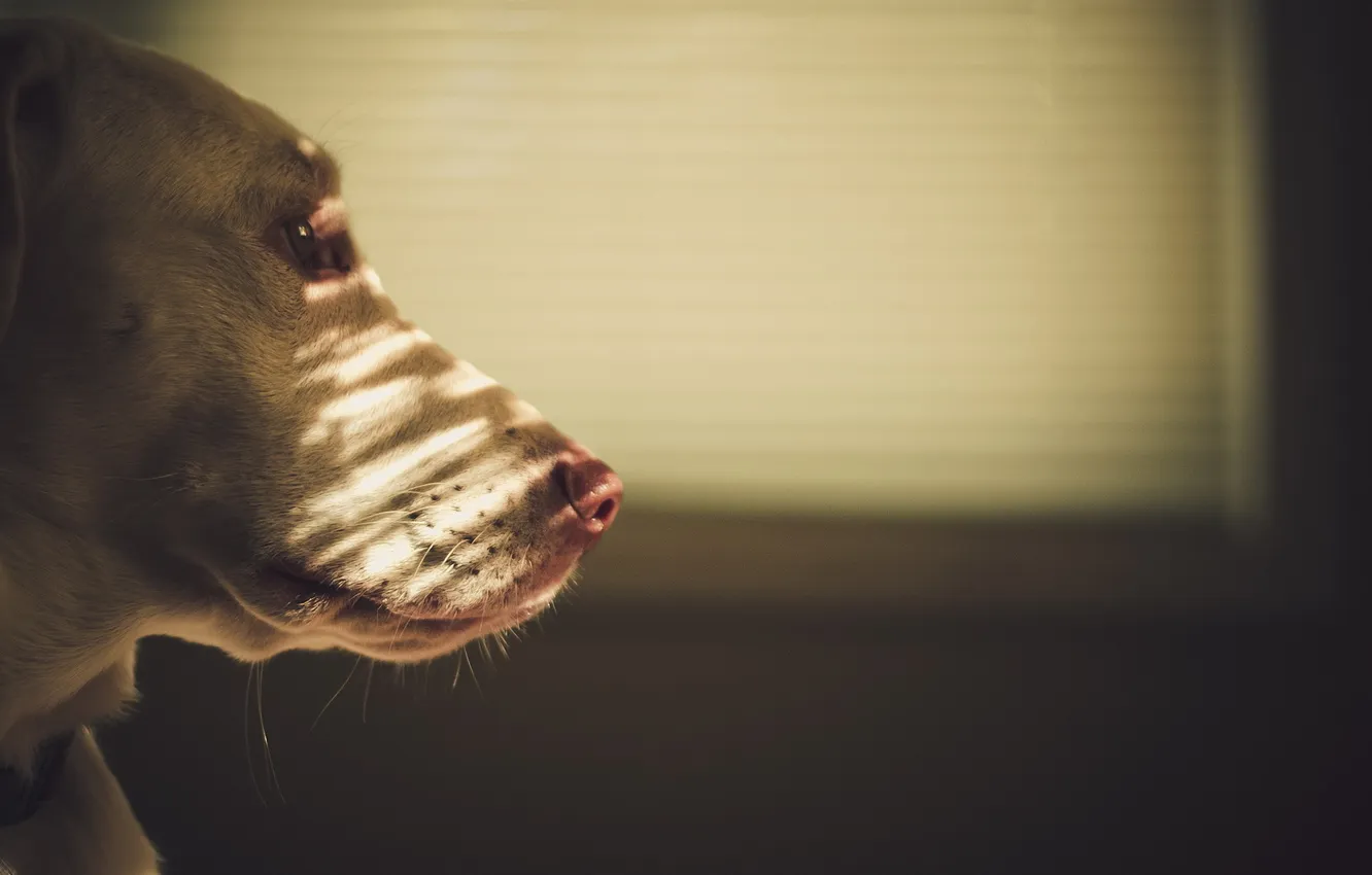 Фото обои фон, дома, собака
