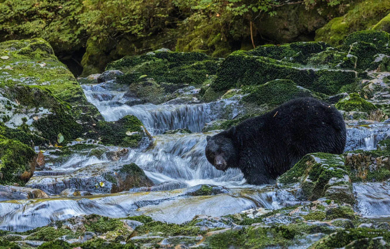 Фото обои ручей, камни, мох, медведь, Барибал, Чёрный медведь