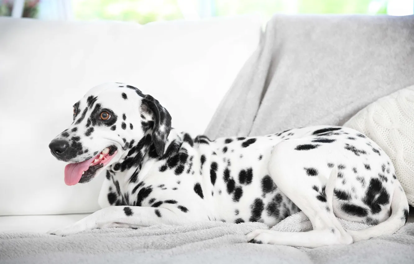 Фото обои собака, далматин, dog, dalmatian
