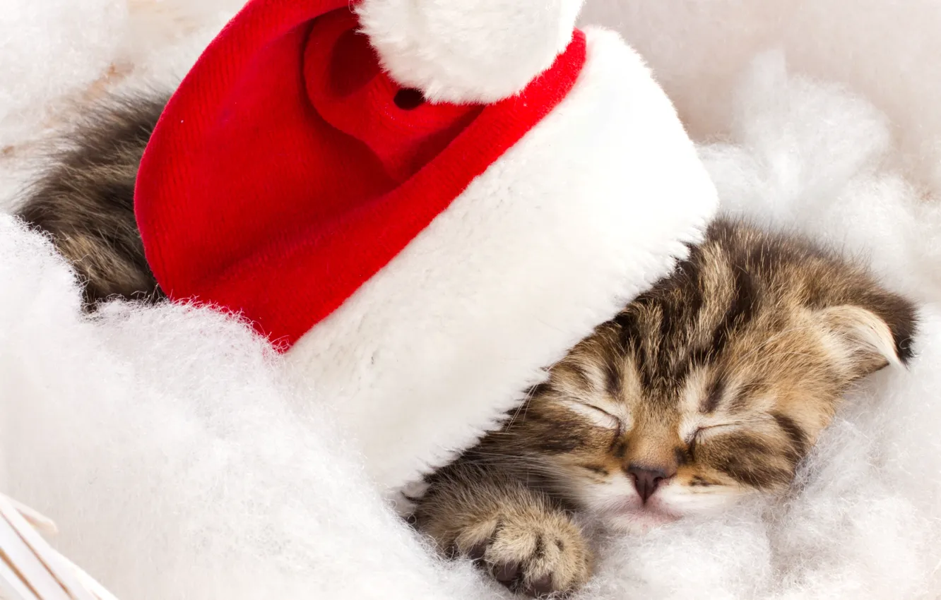 Фото обои зима, кот, котенок, шапка, спит, красная, полосатый, праздники