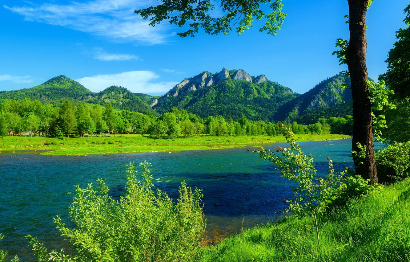 Фото обои forest, river, mountains, blue sky, Poland, green grass, Dunajec