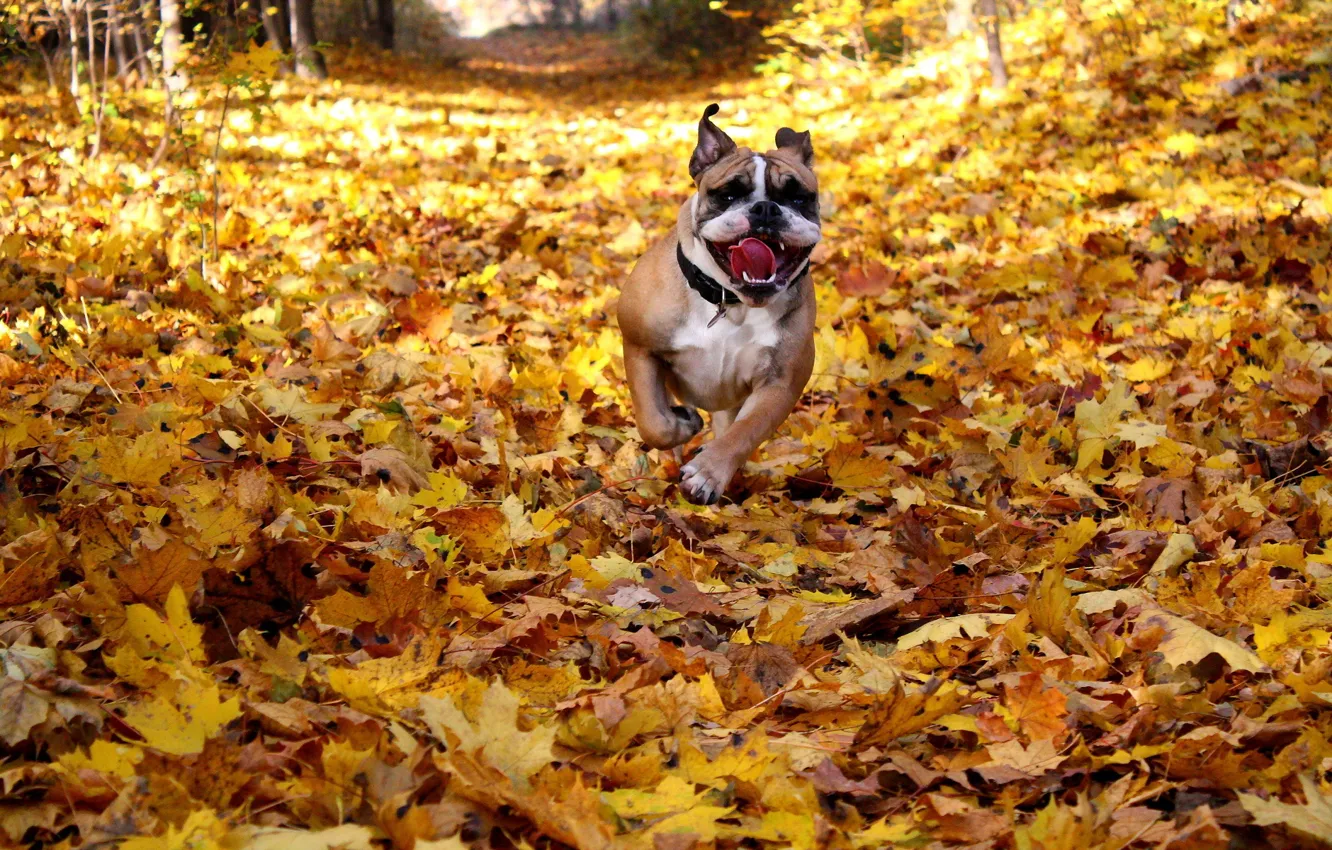 Фото обои осень, листья, друг, собака, english bulldog