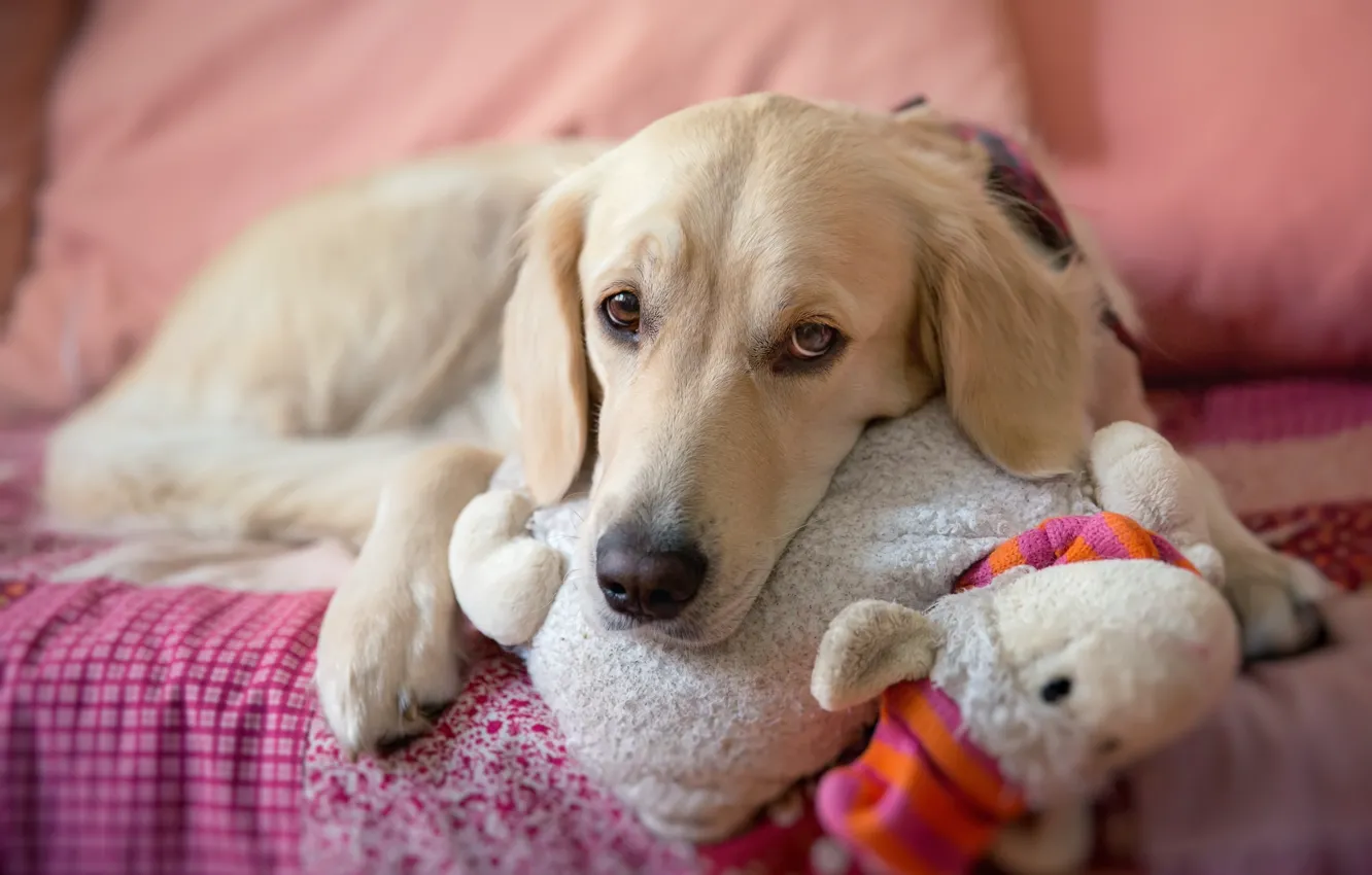Фото обои взгляд, игрушка, собака, пес, постель, лежит, грустная