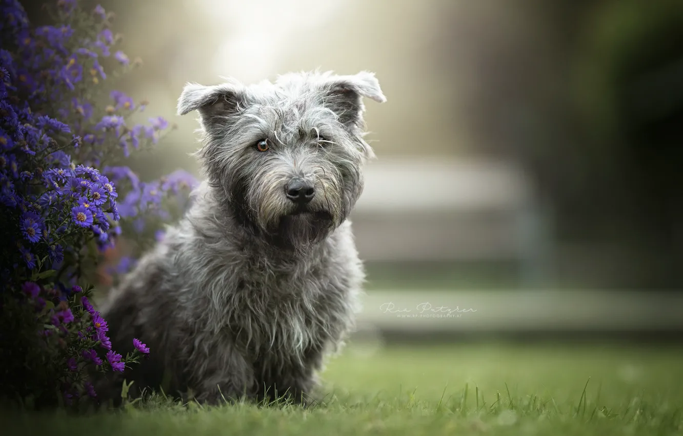 Автор собаки. Собачки на рабочий стол оленевидный терьер обои. Dog author.