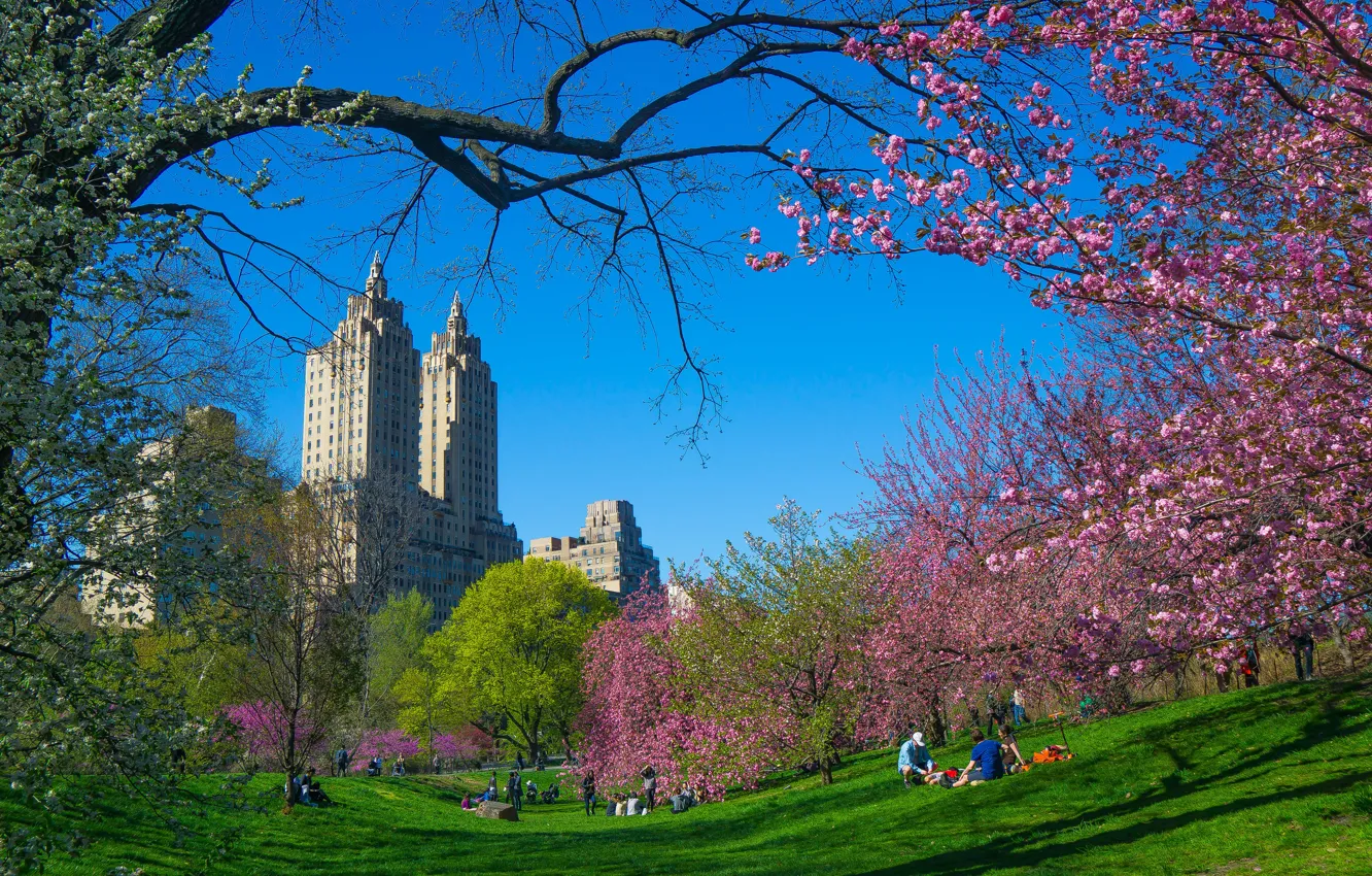 Фото обои деревья, ветки, город, весна, Нью-Йорк, США, цветение, небоскрёбы