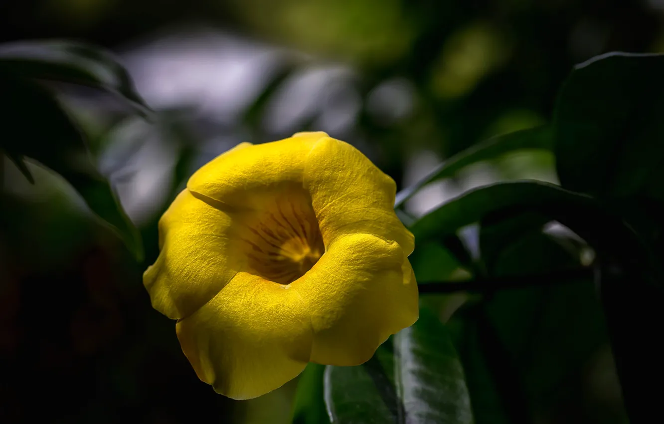 Фото обои цветок, жёлтый, лепестки