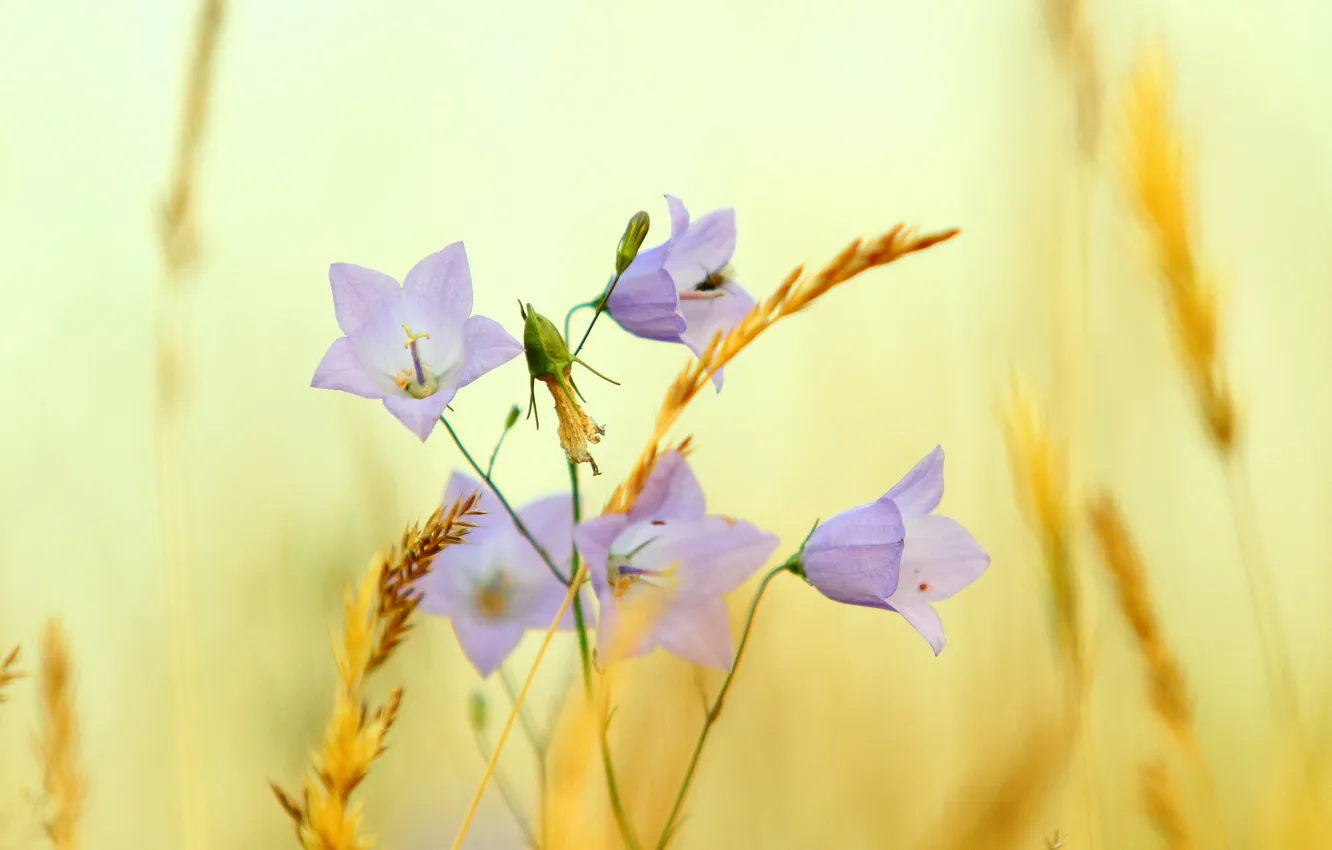 Фото обои лето, цветы, природа, растение, луг, сено, колокольчик