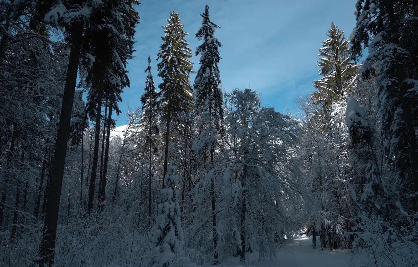 Фото обои зима, лес, пейзаж, утро