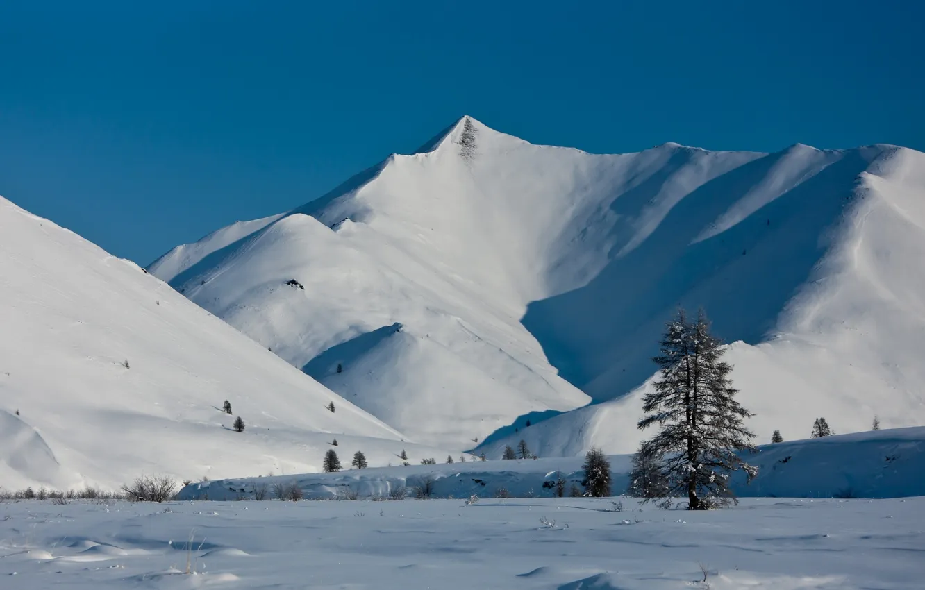 Фото обои снег, горы, елка, Якутия