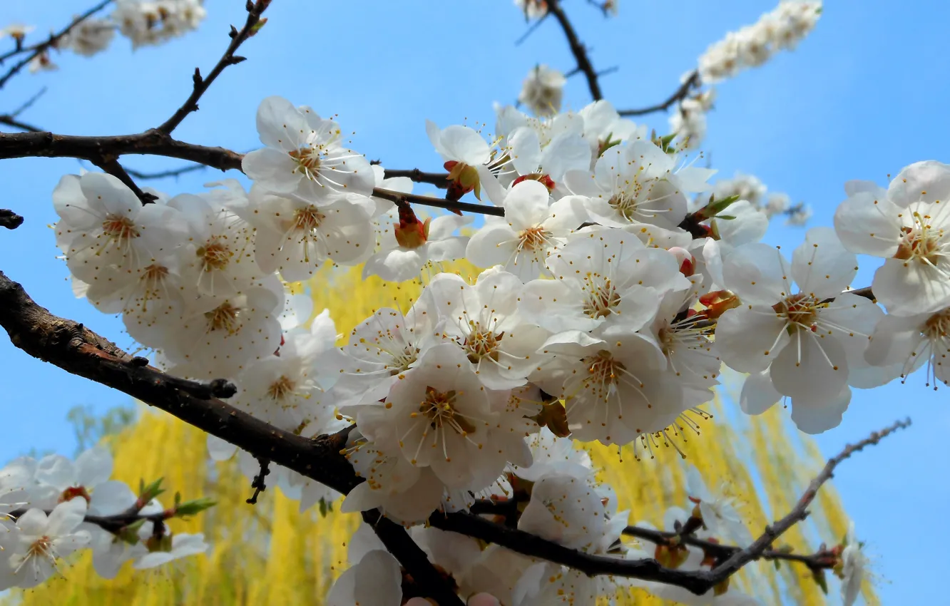 Фото обои цветы, природа, дерево, ветка, весна, абрикос