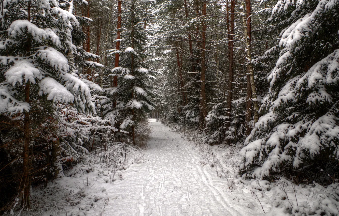 Фото обои зима, лес, снег, следы, ель, дорожка, хвойные