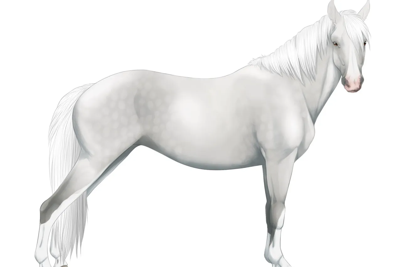 Фото обои лошадь, белый фон, азгляд