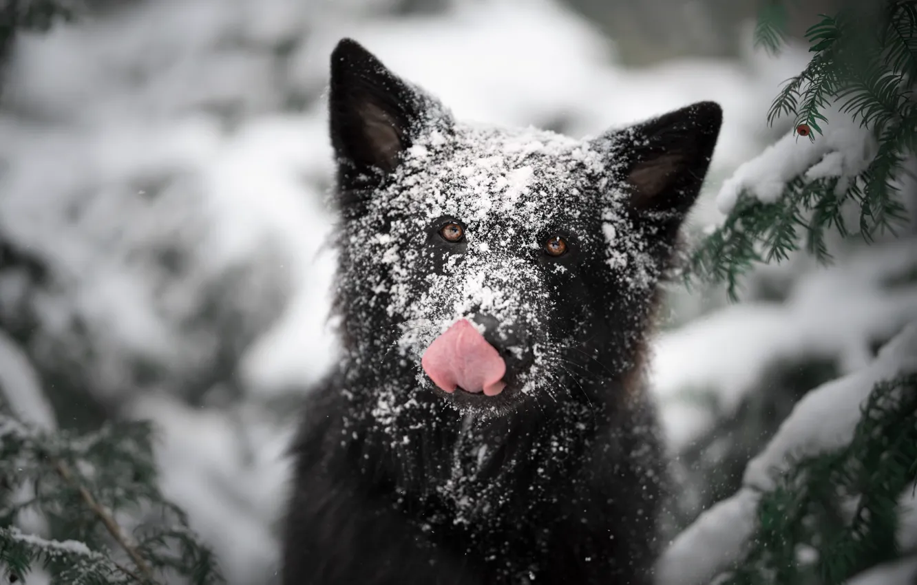 Фото обои зима, язык, взгляд, морда, снег, природа, портрет, собака