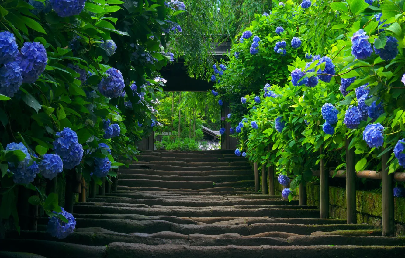 Фото обои природа, растение, Япония, лестница, гортензия