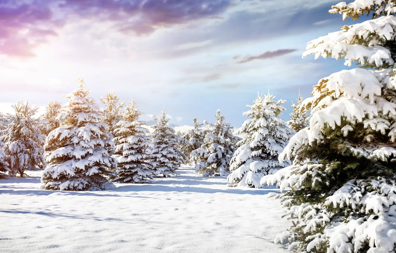 Фото обои зима, лес, небо, облака, свет, снег, пейзаж, ветки