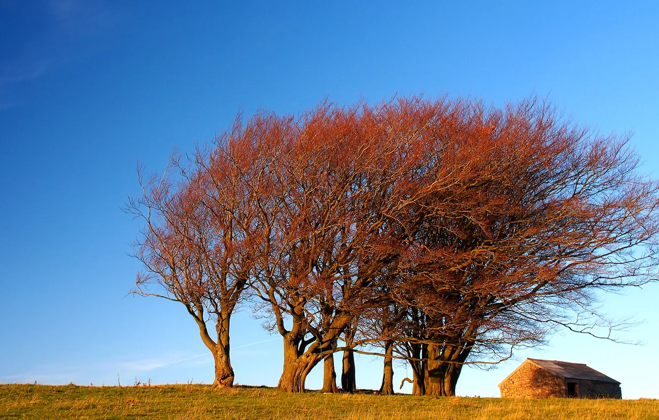 Фото обои осень, небо, деревья, дом, холм