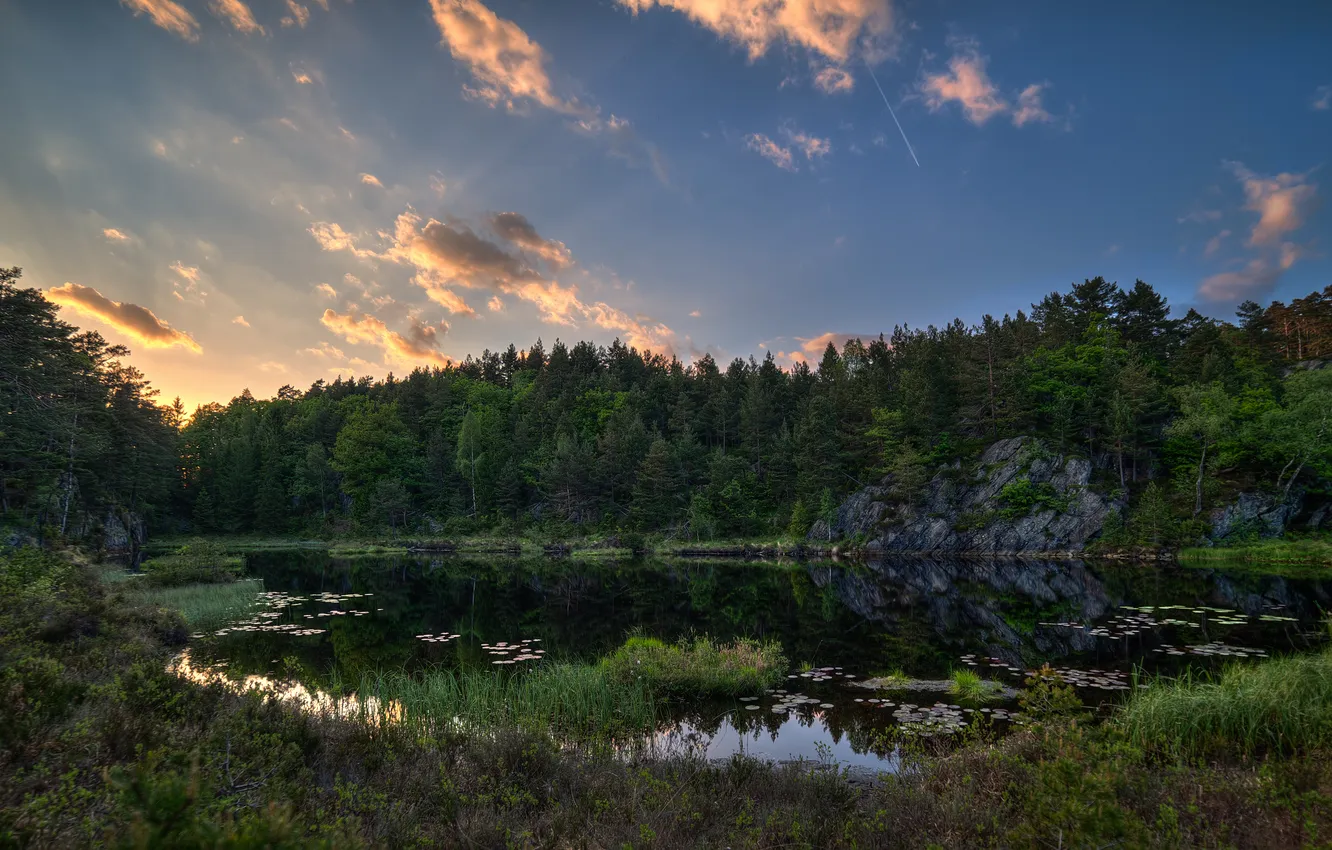 Фото обои лес, трава, деревья, природа, озеро, Норвегия, Norway