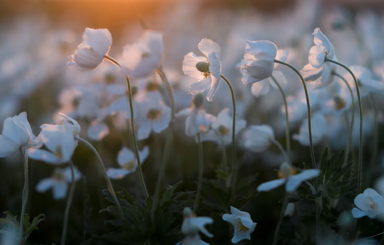 Фото обои белый, анемоны, ветреница