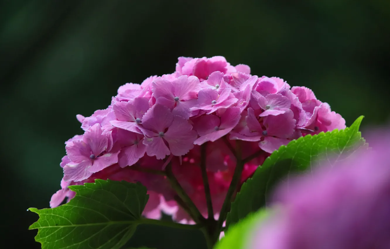 Фото обои цветы, фон, розовая, гортензия
