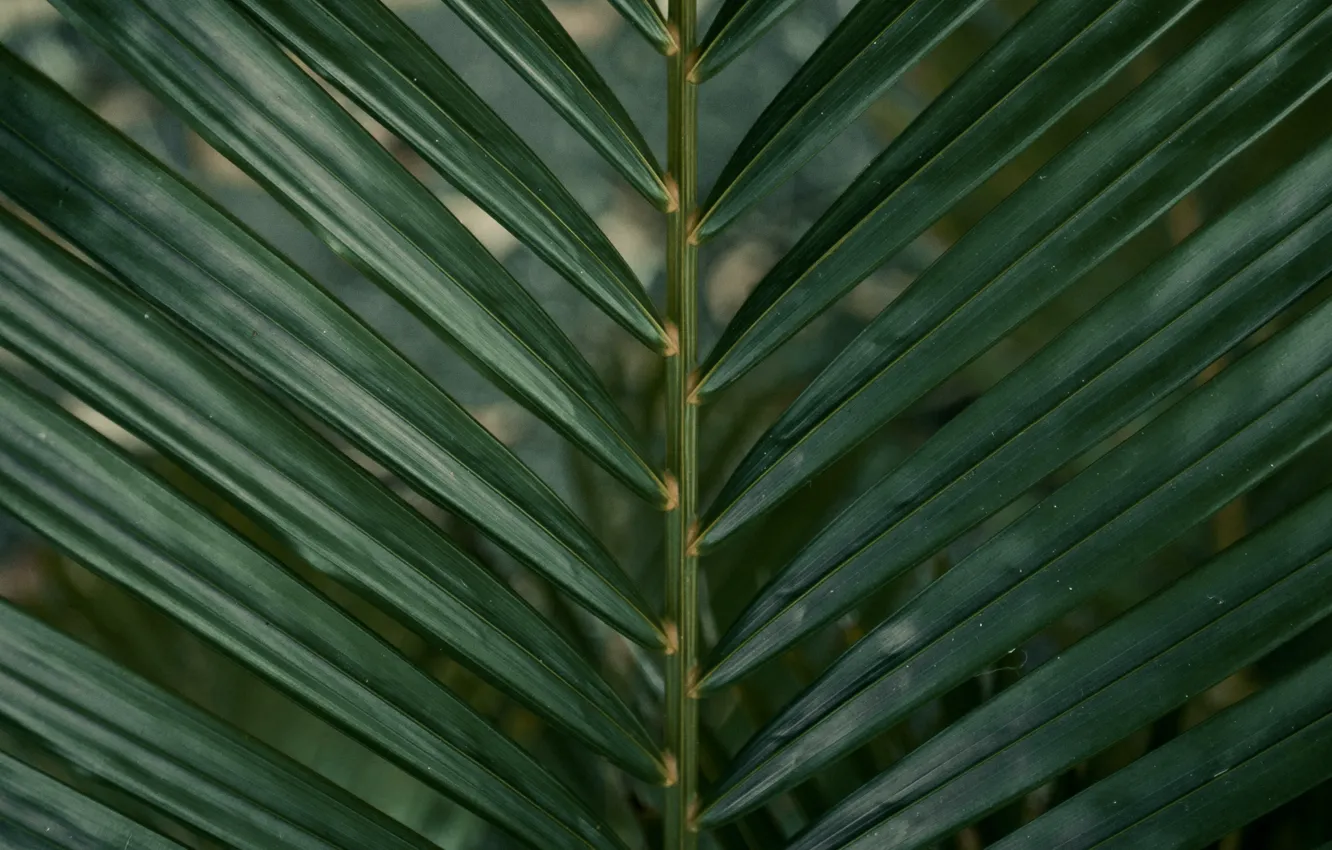 Фото обои макро, пальма, листок, растение, ветка, зелёный