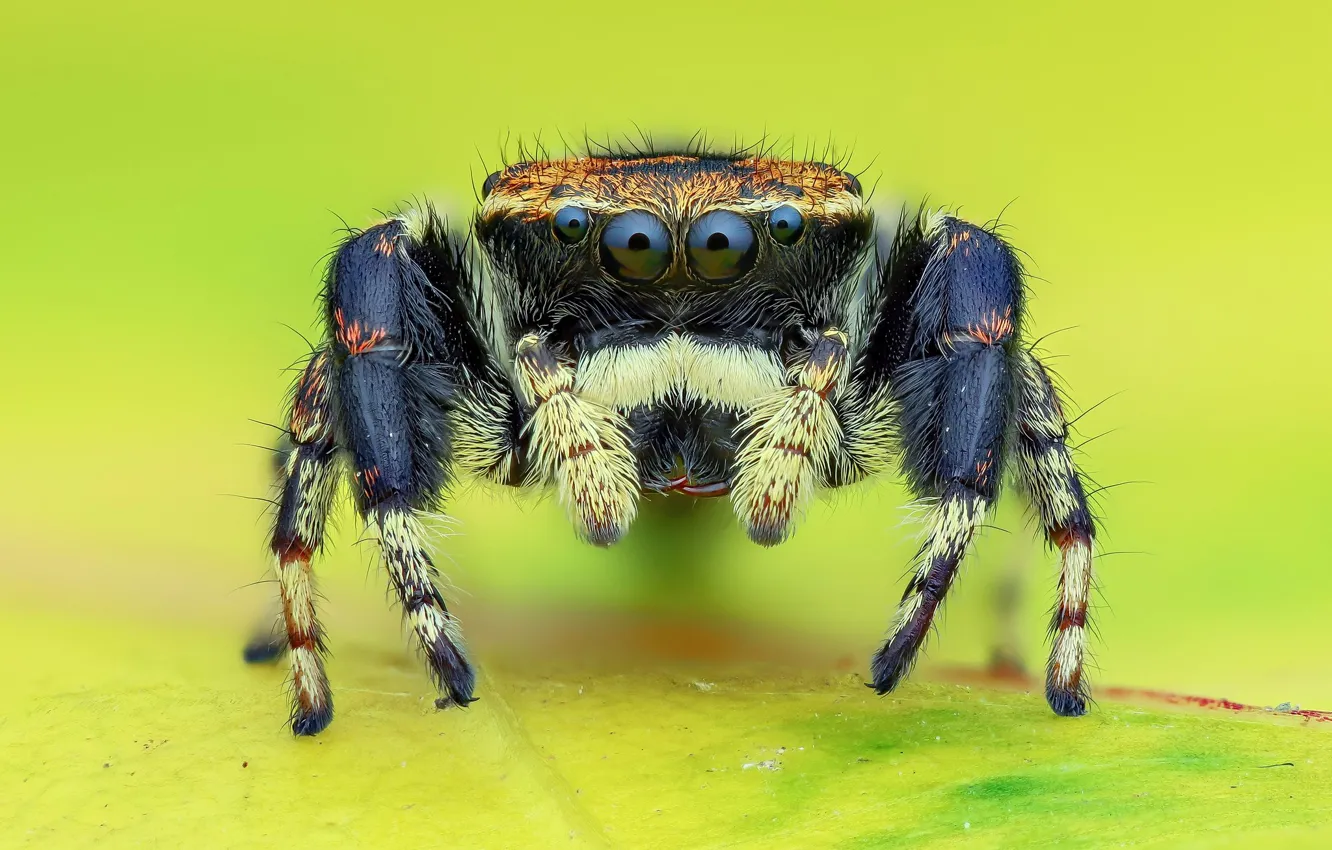 Фото обои глаза, макро, черный, паук, желтый фон, прыгун, джампер, паучок