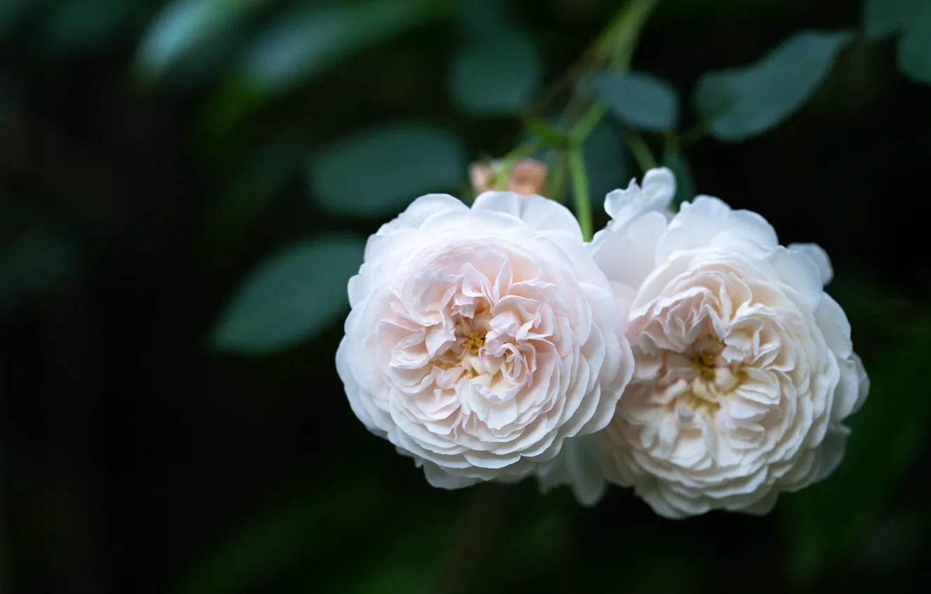Фото обои цветы, темный фон, розы, белые, дуэт