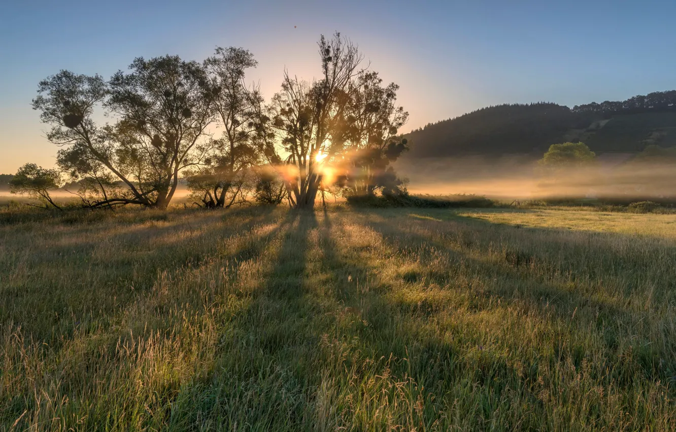 Фото обои поле, дерево, рассвет, утро, Германия