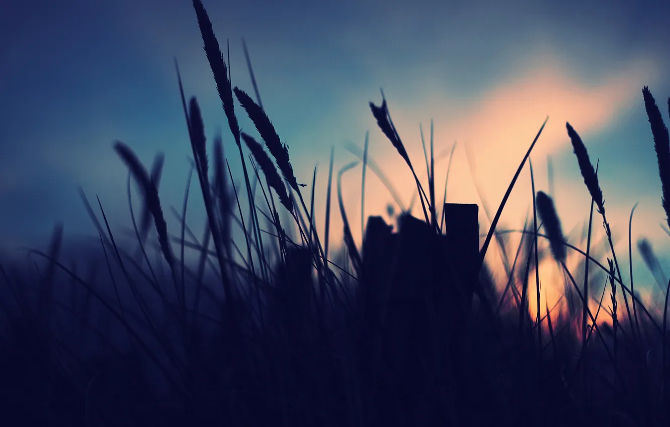 Фото обои небо, трава, макро, закат, растения