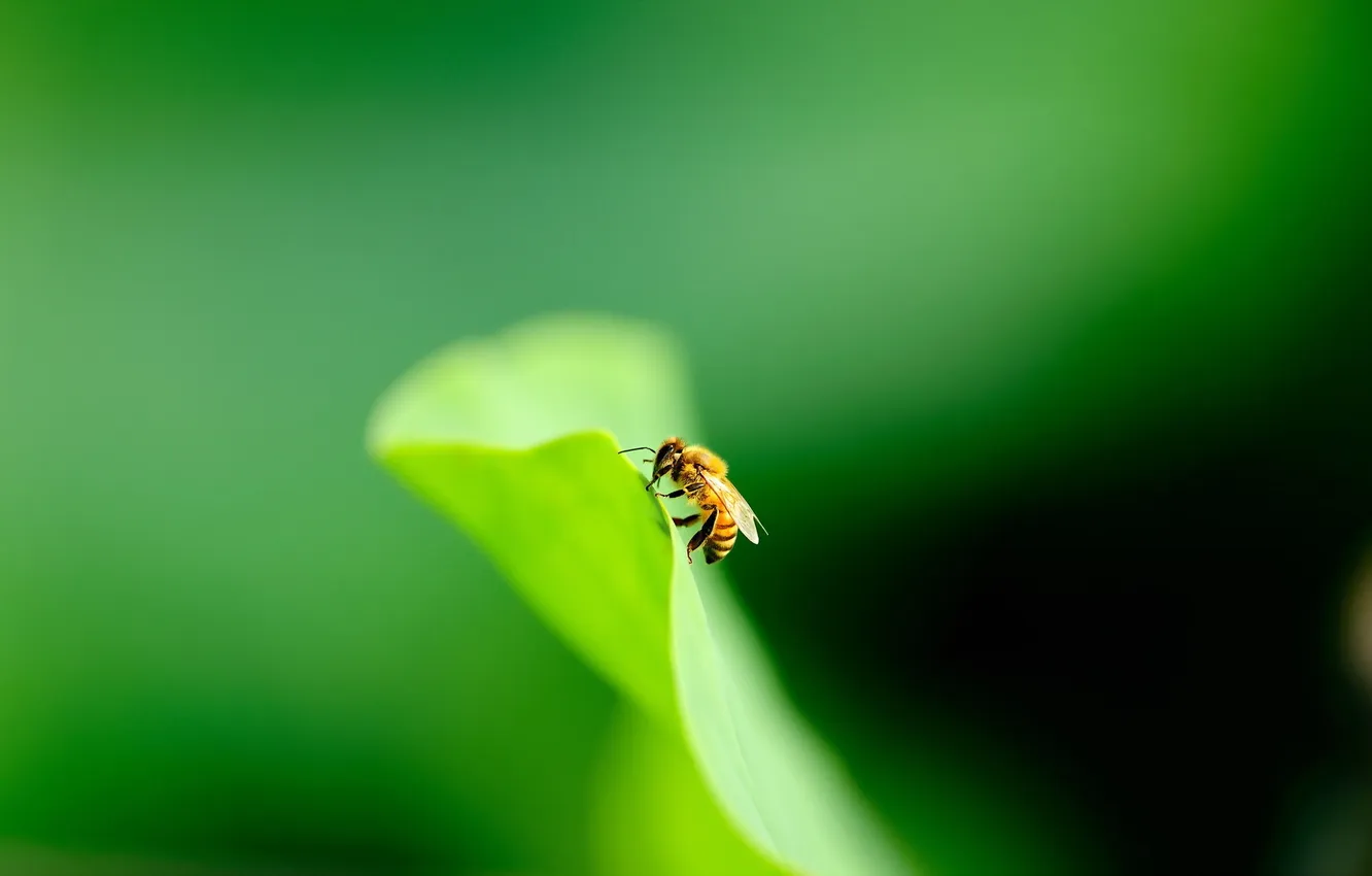 Фото обои природа, пчела, фон