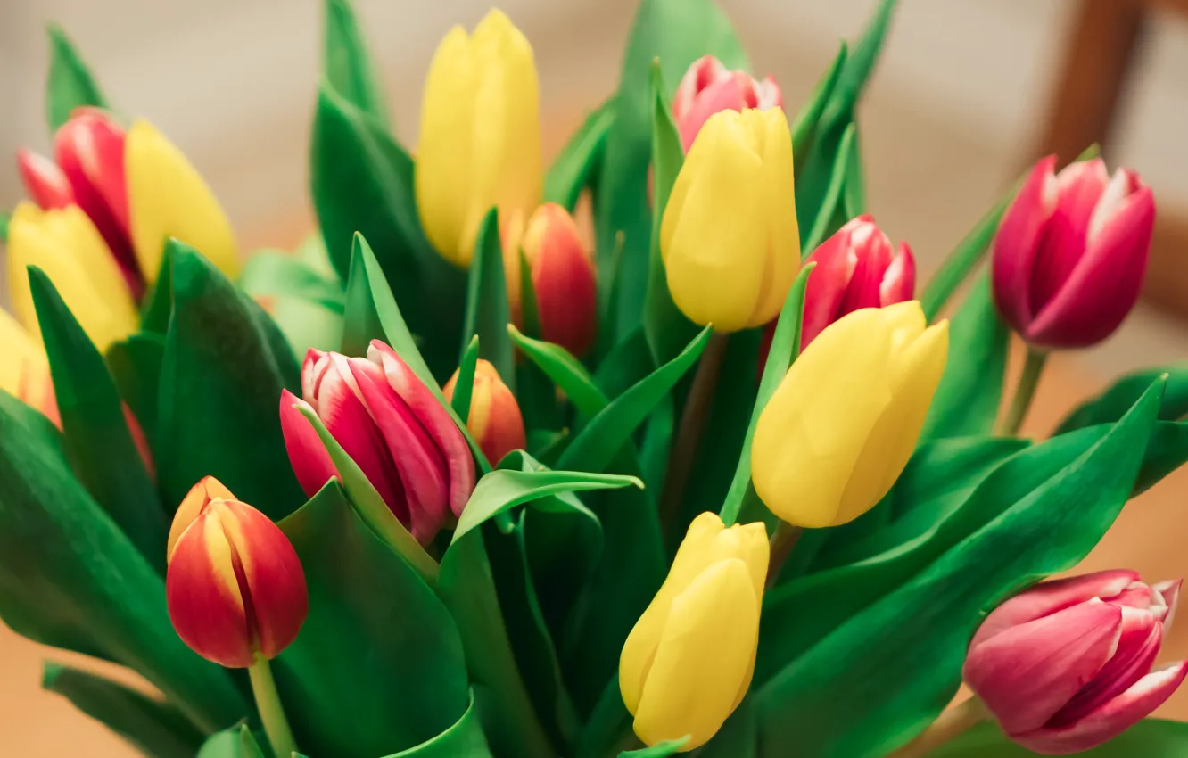 Фото обои beautiful, tulips, bouquet of flowers