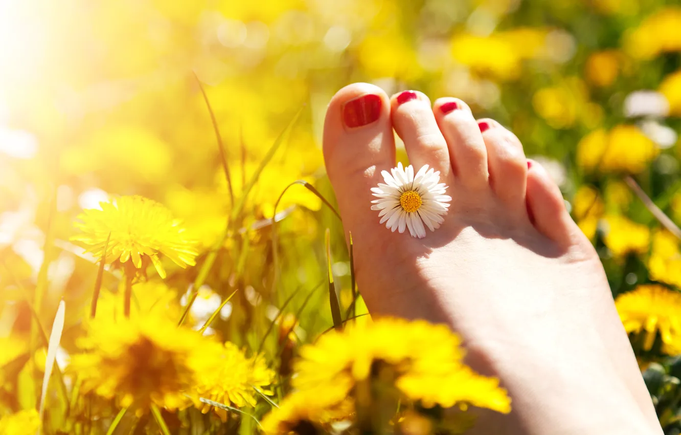 Фото обои поле, солнце, цветы, природа, ножка